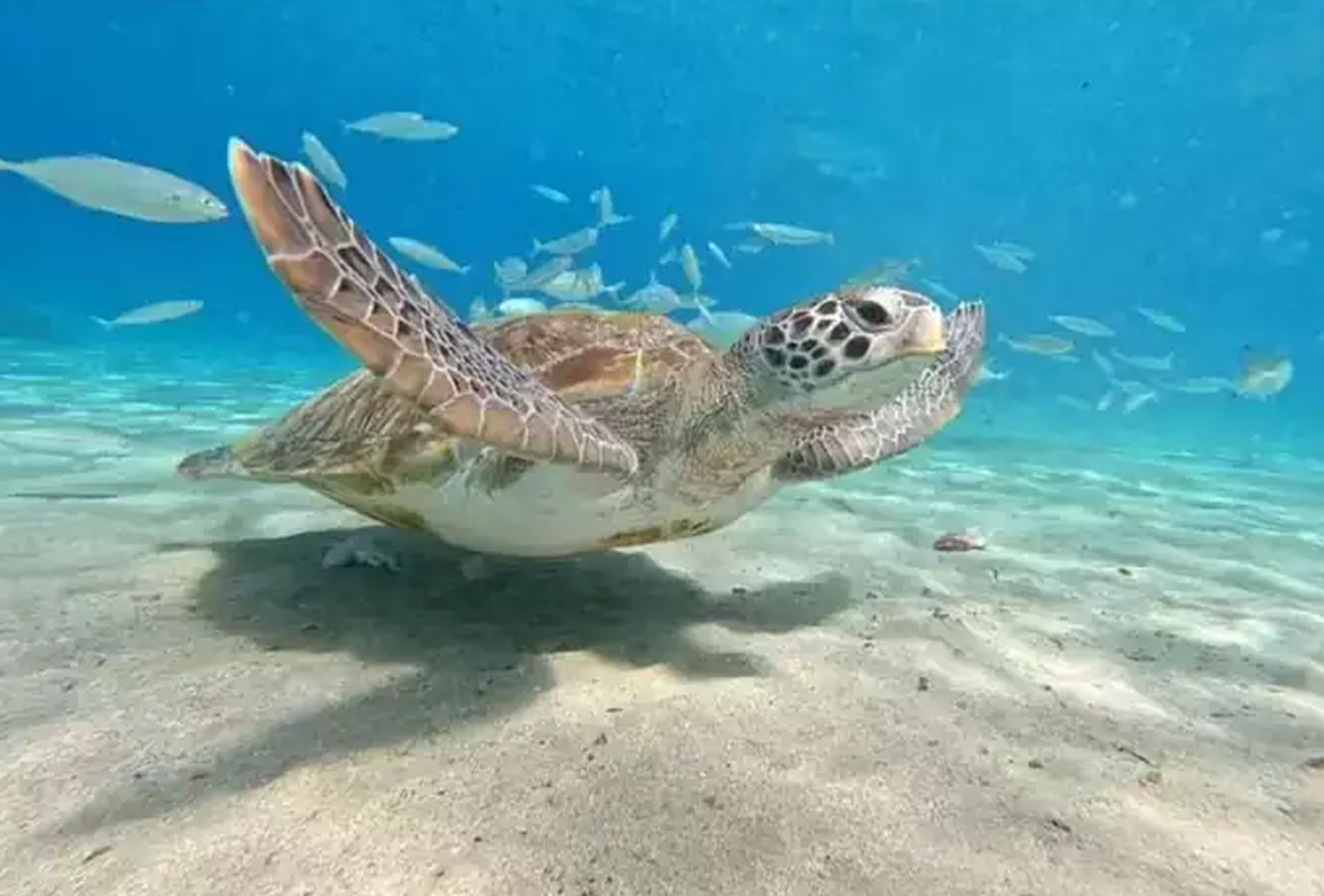 https://aidatravelservices.com/v2/wp-content/uploads/2018/01/Curacao-Sea-Turtle-Swim-and-West-Side-Natural-Highlights.jpg